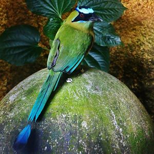 Amazonian Motmot (Momotus momota)