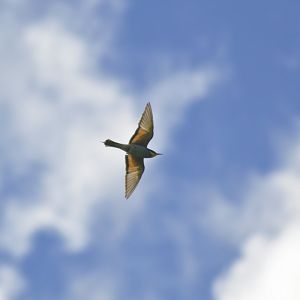 European bee-eater [2020]