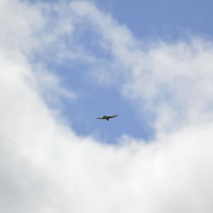 European bee-eater [2020]