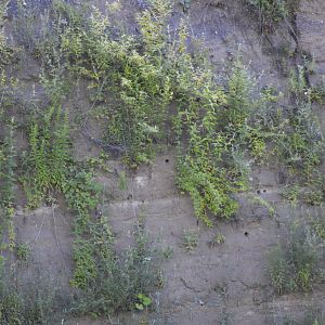 European bee-eater nests [2020]