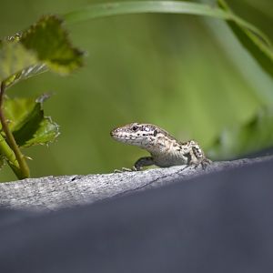 Common wall lizard [2020]