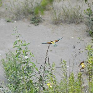 European bee-eater [2020]