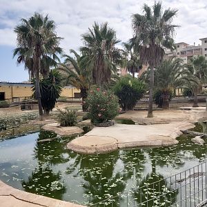 Crocodile Park (Torremolinos): Nile crocodile outdoor enclosure