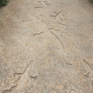 Crocodile figures on pathway