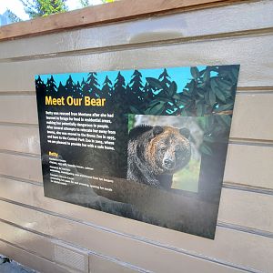 Betty the Bear - August 2021