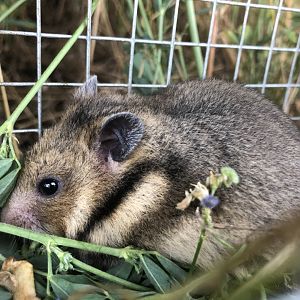 Romanian Hamster (Mesocricetus newtoni)