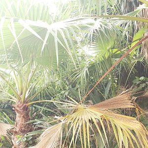 Crocodile Park (Torremolinos): Vegetation at entrance square