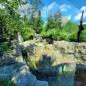 Grizzly Bear Habitat - August 2021