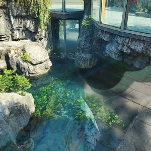 Grizzly Bear Pool - August 2021