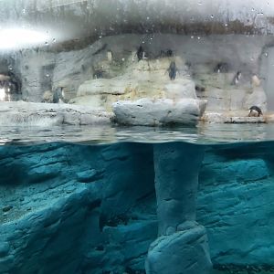 Underwater and overwater sections of the penguin enclosure.
