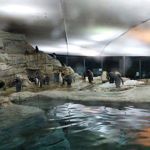 Penguin enclosure