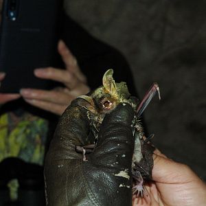 Greater Mouse-eared Bat (Myotis myotis)