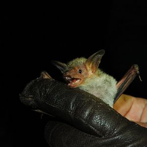 Lesser Mouse-eared Bat (Myotis blythii)
