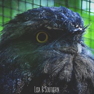 tawny frogmouth