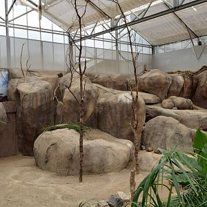 Cape hyrax enclosure