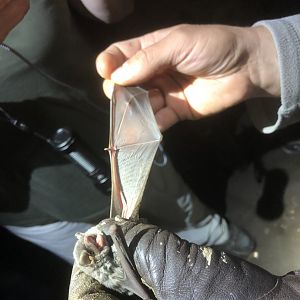 Schreibers’ Bat (Miniopterus schreibersii)