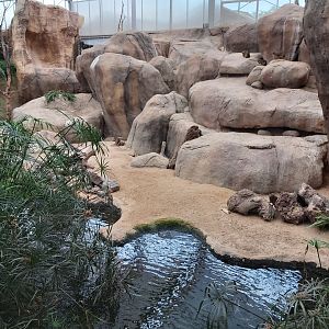 Cape hyrax enclosure