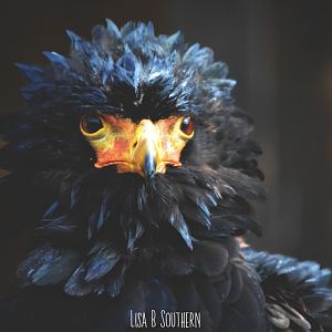 Bateleur eagle