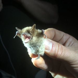 Geoffroy’s Bat (Myotis emarginatus)