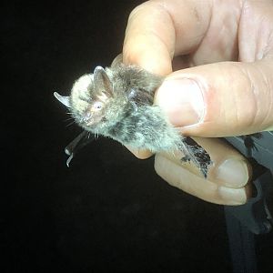 Alcathoe’s Bat (Myotis alcathoe)