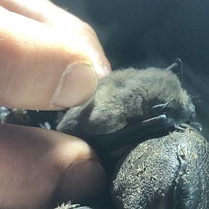 Common Pipistrelle (Pipistrellus pipistrellus)