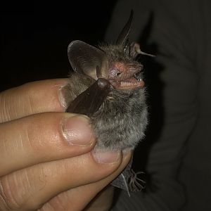 Bechstein’s Bat (Myotis bechsteinii)