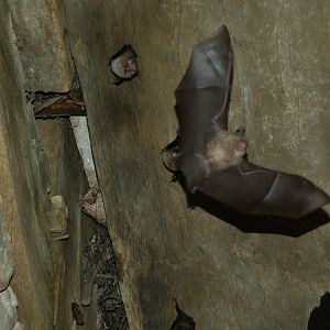 Lesser Horseshoe Bat (Rhinolophus hipposideros)