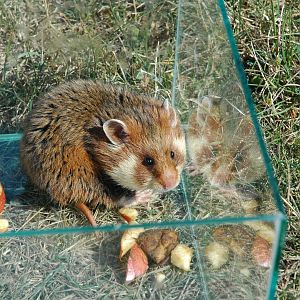European Hamster (Cricetus cricetus)