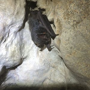 Western Barbastelle (Barbastella barbastellus)