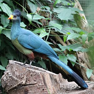 Great blue turaco (Corythaeola cristata)