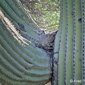 mourning dove nesting in saguaro