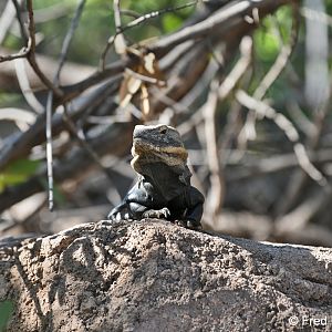 desert iguana (free roaming)