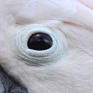 Salmon-crested cockatoo eye