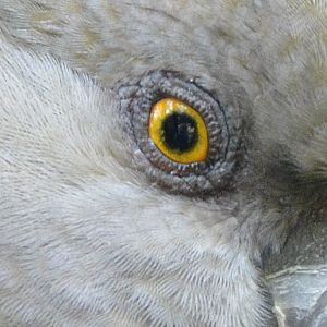 Senegal parrot eye.