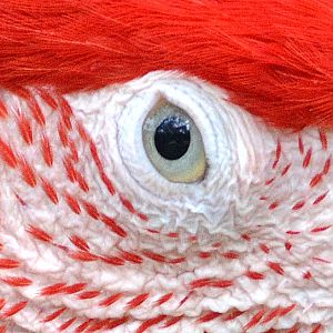 Scarlet macaw eye.