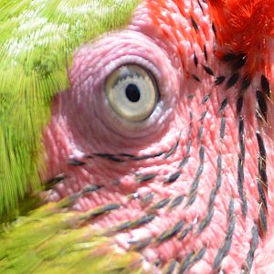 Military macaw eye.