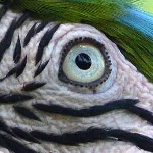 Blue and yellow macaw eye.