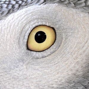 African grey parrot eye.