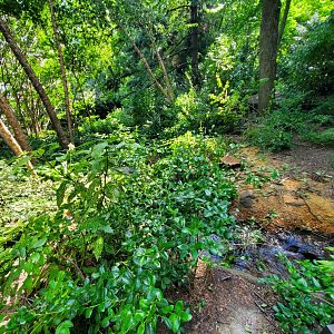 Artificial (?) Creek - August 2021