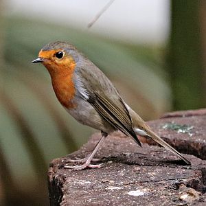 European robin (Erithacus rubecula) - Paradieshalle