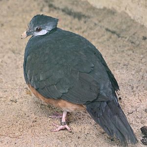 Thick-billed ground pigeon (Trugon terrestris) - Paradieshalle