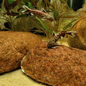 Fish ID? (Synodontis ???)