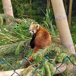 Red Panda