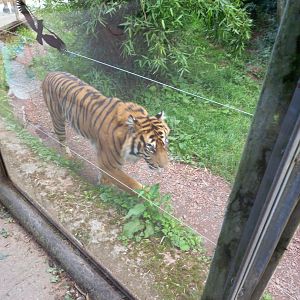 Sumatran Tiger