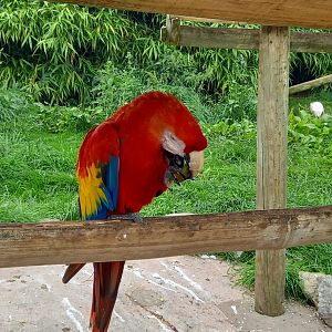 Scarlet Macaw