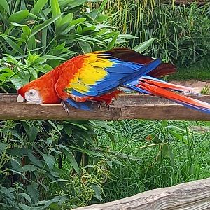 Scarlet Macaw