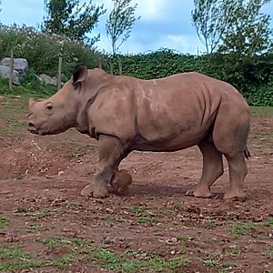 White Rhinoceros