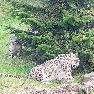 Snow Leopards