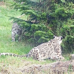 Snow Leopards
