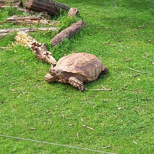 African Spurred Tortoise